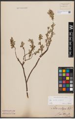 Foto von Salix aurita L. x Salix repens L.